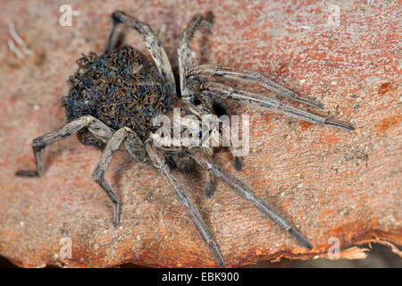 Faux tarantula (Hogna radiata radiata, Tarentula Lycosa, balearica), femme avec des juvéniles sur son dos, France, Corse Banque D'Images