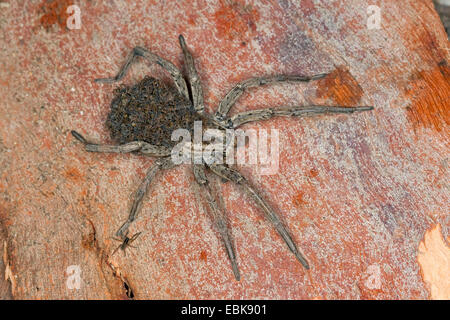 Faux tarantula (Hogna radiata radiata, Tarentula Lycosa, balearica), femme avec des juvéniles sur son dos, France, Corse Banque D'Images