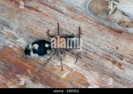 Ant de velours, velours-Ronisia ghilianii (ant, ghilianii Ronisia Mutilla, ambigua), femme assise sur le bois, France, Corse Banque D'Images