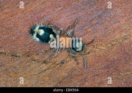 Ant de velours, velours-Ronisia ghilianii (ant, ghilianii Ronisia Mutilla, ambigua), femme assise sur le bois, France, Corse Banque D'Images