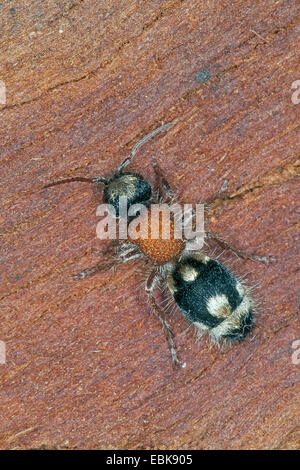 Ant de velours, velours-Ronisia ghilianii (ant, ghilianii Ronisia Mutilla, ambigua), femme assise sur le bois, France, Corse Banque D'Images