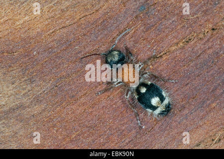 Ant de velours, velours-Ronisia ghilianii (ant, ghilianii Ronisia Mutilla, ambigua), femme assise sur le bois, France, Corse Banque D'Images