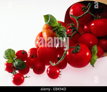 La tomate (Lycopersicon lycopersicum), des tomates avec des feuilles de basilic Banque D'Images