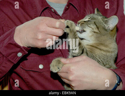 Chat domestique, le chat domestique (Felis silvestris catus). f, se procurer des médicaments Banque D'Images