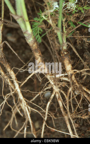 Queen Anne's lace, la carotte sauvage (Daucus carota), sous forme de carotte sauvage Banque D'Images