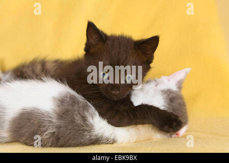Chat domestique, le chat domestique (Felis silvestris catus) f., deux jeunes chatons allongés sur le sol Banque D'Images