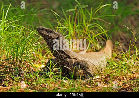 Moniteur du Bengale indien, moniteur, moniteur commun (Varanus bengalensis), sur le terrain, le Sri Lanka, le Parc National de Wilpattu Banque D'Images