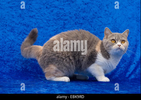 British Shorthair (Felis silvestris catus), f. de chaton fawn tortie white Banque D'Images