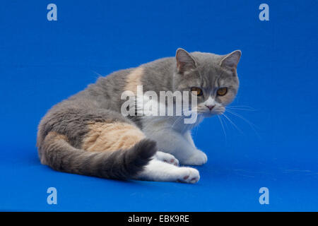 British Shorthair (Felis silvestris catus), f. de chaton fawn tortie white Banque D'Images