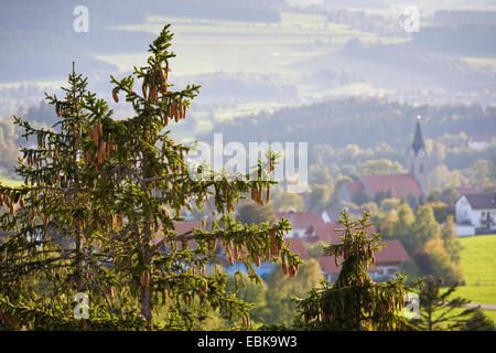 L'épinette de Norvège (Picea abies), vue sur la forêt de Neuschoenau éducation chemin Bayerischer Wald au-delà du haut d'un pin, l'Allemagne, la Bavière, le Parc National du Bayerischer Wald, Neuschoenau Banque D'Images