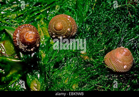 Topsnail gris, gris (Top-Shell Gibbula cineraria), trois exemples d'algues Banque D'Images