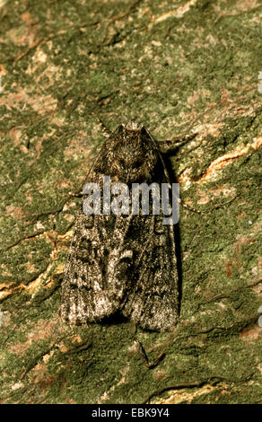 L'herbe (Acronicta rumicis knot, Apatele rumicis), imago sur écorce, Allemagne Banque D'Images