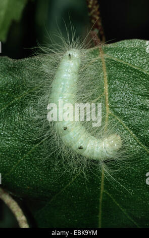 Miller (Acronicta leporina), Caterpillar sur feuille, Allemagne Banque D'Images