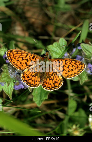 Pearl-bordé fritillary (Clossiana euphrosyne, Boloria euphrosyne), imago à fleurs, Allemagne Banque D'Images