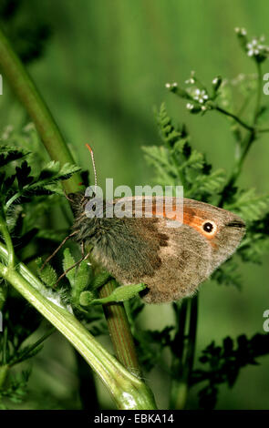 Petit heath (Coenonympha pamphilus), imago on twig, Allemagne Banque D'Images