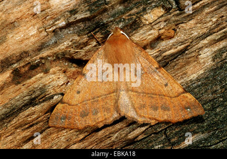 Colotois pennaria feathered thorn (imago), sur bois mort, Allemagne Banque D'Images