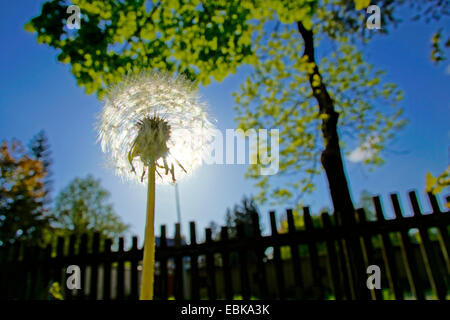 Le pissenlit officinal (Taraxacum officinale), blowball près de clôture de jardin, l'Allemagne, la Saxe Banque D'Images