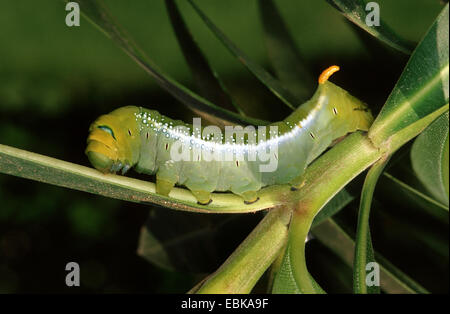 Daphnis nerii oleander (Sphynx), Caterpillar sur la tige Banque D'Images