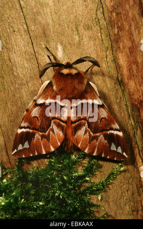 Endromis versicolora Kentish (gloire), sur le bois mort avec moss, Allemagne Banque D'Images