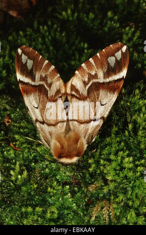 Endromis versicolora Kentish (gloire), sur la mousse, Allemagne Banque D'Images