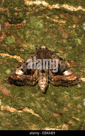 Petit angle de teintes (Euplexia lucipara), imago sur écorce moussue, Allemagne Banque D'Images