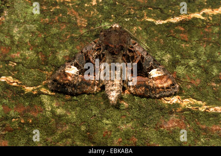 Petit angle de teintes (Euplexia lucipara), sur l'écorce moussue, Allemagne Banque D'Images