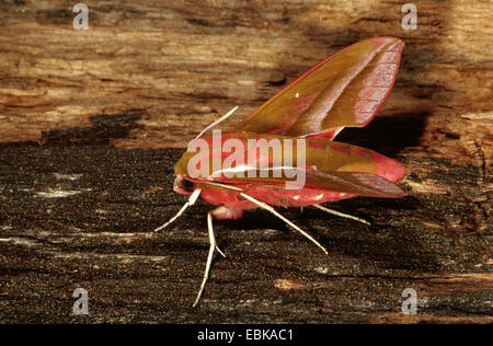 (Deilephila elpenor sphynx éléphant), imago sur le bois mort, Allemagne Banque D'Images