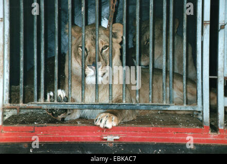 Lion d'Asie (Panthera leo persica), animal de cirque à la recherche à travers les barreaux de sa cage : wagon dans l'Allemagne des centaines d'animaux sauvages sont conservés bien qu'un maintien approprié à l'espèce est impossible dans les voyages des entreprises. Dans l'Autriche de maintien d'animaux sauvages est déjà interdite., Allemagne, Banque D'Images