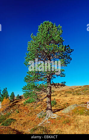 En pin cembro, arolla pin (Pinus cembra), seul arbre dans les montagnes, l'Autriche, le Parc National de Nockberge Banque D'Images