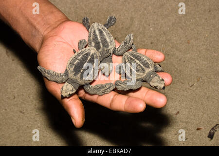 La tortue olivâtre (Pacifique), tortue (Lepidochelys olivacea, Lipidochelys olivacea), les tortues luth en main, l'Inde, les îles Andaman, Cutbert Bay Banque D'Images