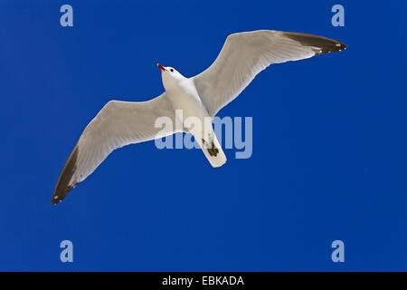 D'Audouin (Larus audouinii), voler, Espagne, Baléares, Majorque Banque D'Images