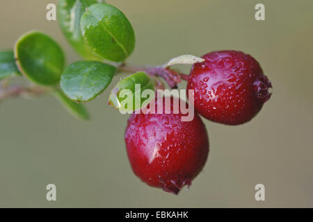 Airelle rouge, foxberry, airelle rouge, de l'airelle (Vaccinium vitis-idaea), les petits fruits sur une branche, l'ALLEMAGNE, Basse-Saxe Banque D'Images