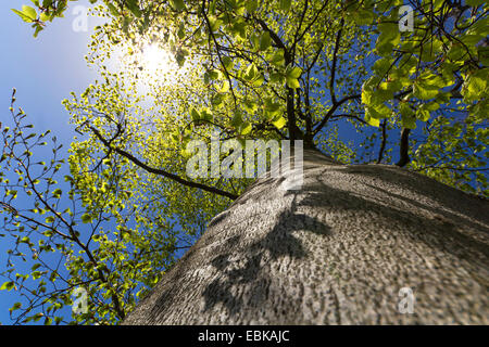 Le hêtre commun (Fagus sylvatica), vue du tronc de l'arbre vers le haut, l'Allemagne, la Saxe Banque D'Images