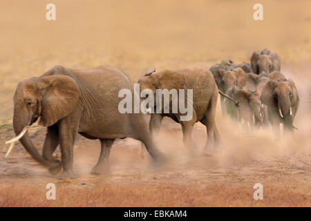 L'éléphant africain (Loxodonta africana), groupe de marcher rapidement à travers la steppe et l'explosion de poussière, Kenya, Amboseli National Park