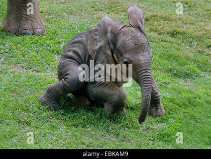 L'éléphant africain (Loxodonta africana), bébé éléphant dans un pré, Parc National d'Amboseli, Kenya Banque D'Images