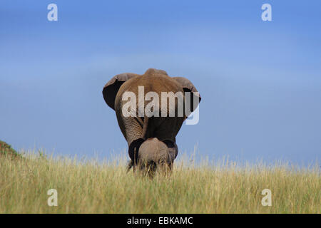 L'éléphant africain (Loxodonta africana), bébé éléphant s'exécuter après la mère, Kenya, Amboseli National Park Banque D'Images