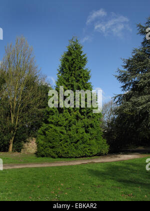 Le thuya géant (Thuja plicata), arbre dans un parc, Allemagne, Rhénanie du Nord-Westphalie Banque D'Images