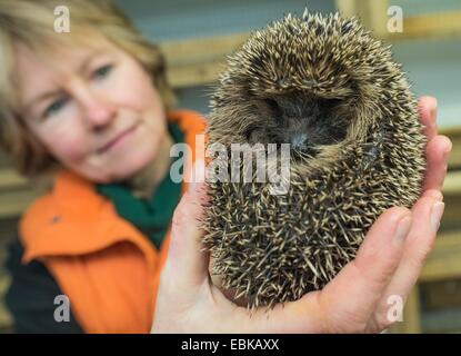 Simone Hartung contient jusqu'à un petit hérisson le hérisson ward de Neuzelle, Allemagne, 02 décembre 2014. Pendant cinq ans, Simone et Klaus Hartung ont été l'exécution d'un hérisson privé ward. Le couple prend soin des blessés, malades, ou très petits hérissons. 20 prickly amis vont passer l'hiver ici. Certaines sont déjà en hibernation, enveloppé entre des bandes de papier. Le printemps prochain ils seront tous envoyés dans la nature. Selon Simone Hartung, un hérisson doit peser au moins 500 grammes avant de pouvoir commencer l'hibernation, afin de survivre à l'hiver. Photo : Patrick Pleul/ZB Banque D'Images