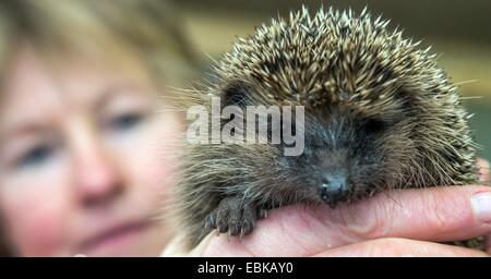 Simone Hartung contient jusqu'à un petit hérisson le hérisson ward de Neuzelle, Allemagne, 02 décembre 2014. Pendant cinq ans, Simone et Klaus Hartung ont été l'exécution d'un hérisson privé ward. Le couple prend soin des blessés, malades, ou très petits hérissons. 20 prickly amis vont passer l'hiver ici. Certaines sont déjà en hibernation, enveloppé entre des bandes de papier. Le printemps prochain ils seront tous envoyés dans la nature. Selon Simone Hartung, un hérisson doit peser au moins 500 grammes avant de pouvoir commencer l'hibernation, afin de survivre à l'hiver. Photo : Patrick Pleul/ZB Banque D'Images