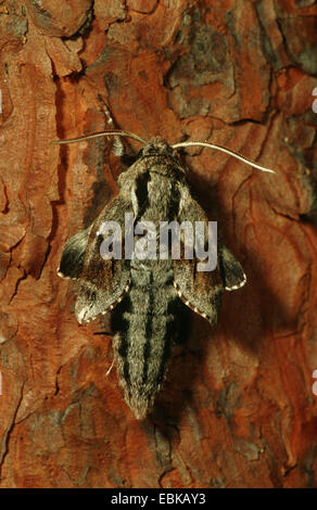 Sphynx (Hyloicus pinastri pin, Sphinx pinastri), juste éclos papillon, Allemagne Banque D'Images