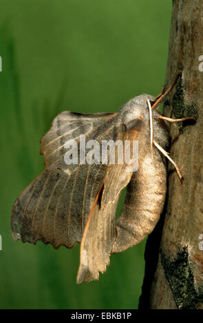 Sphynx du peuplier (Laothoe populi), imago on twig, Allemagne Banque D'Images