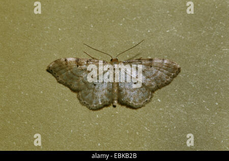 Crème nain vague (Idaea fuscovenosa), imago sur pierre, Allemagne Banque D'Images