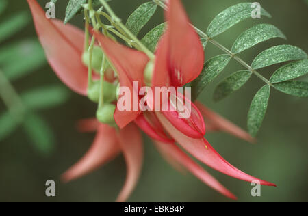 Le projet de loi du perroquet, Kakabeak gloire, Pois, Parrot's Beak, Lobster Claw (Clianthus puniceus), blooming Banque D'Images