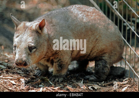 À nez poilu du sud (Lasiorhinus latifrons) wombat, seul animal dans un enclos, de l'Australie Banque D'Images
