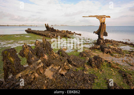 Vieille épave en bois sur la plage, Pays-Bas, Zeeland Banque D'Images