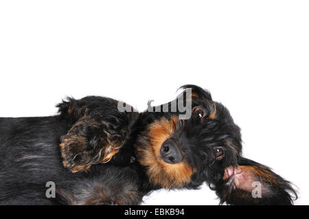 Teckel à poil dur, chien saucisse à poil dur, chien domestique (Canis lupus f. familiaris), se trouvant en position latérale, Allemagne Banque D'Images