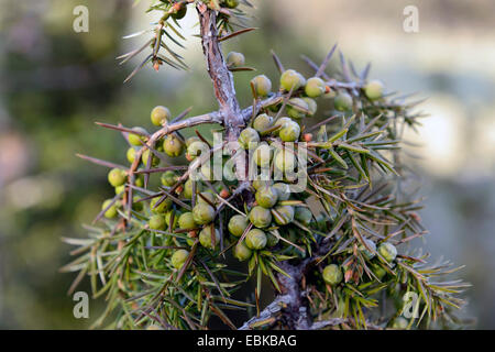 Genévrier commun, Juniperus communis (Genévrier), cônes sur une branche, l'Allemagne, la Bavière Banque D'Images