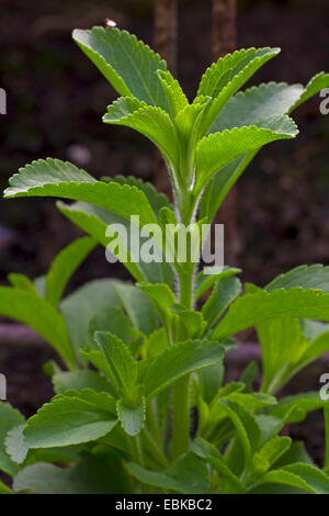 La Stévia (Stevia rebaudiana), feuilles Banque D'Images