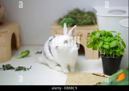 Netherland Dwarf (Oryctolagus cuniculus f. domestica), lapin nain assis dans un vivarium Banque D'Images