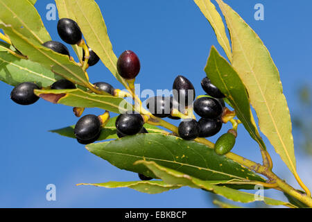 Sweet Bay laurel, bay tree, sweet bay (Laurus nobilis), les fruits sur un buisson Banque D'Images